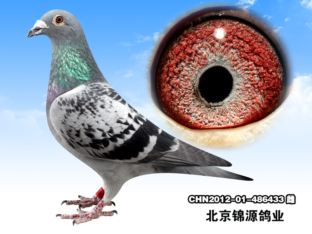 空运:按次数计算,得标1羽-4羽,每次均按400元支付,鸽友信鸽拍卖首页