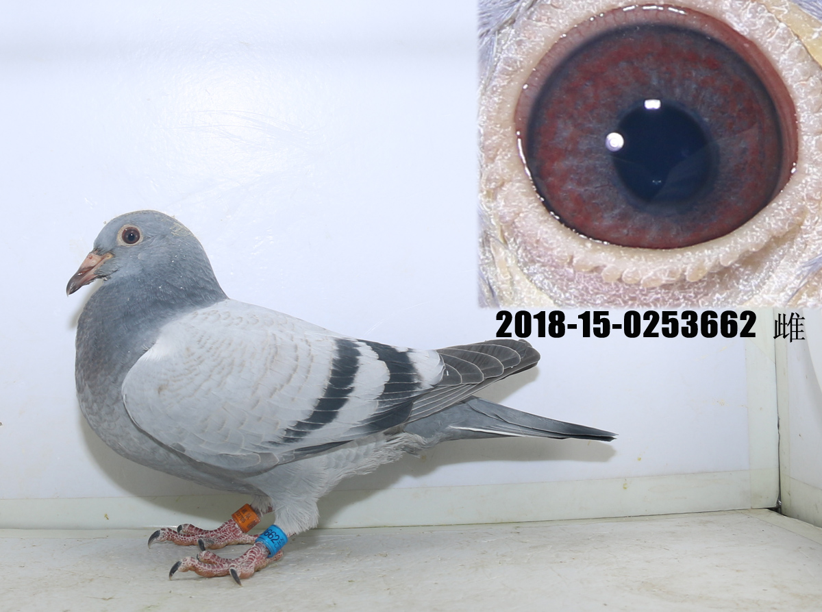 >> 查看拍卖商品