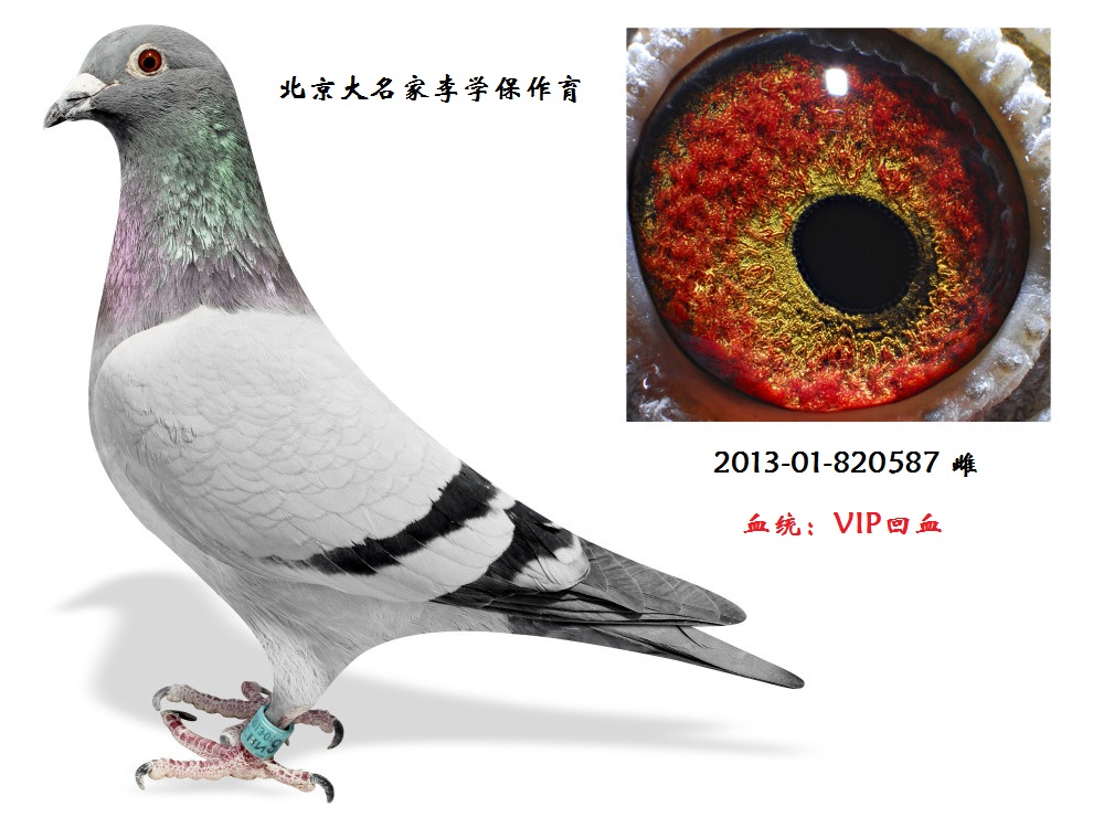 李学保vip 保证金级 拍卖