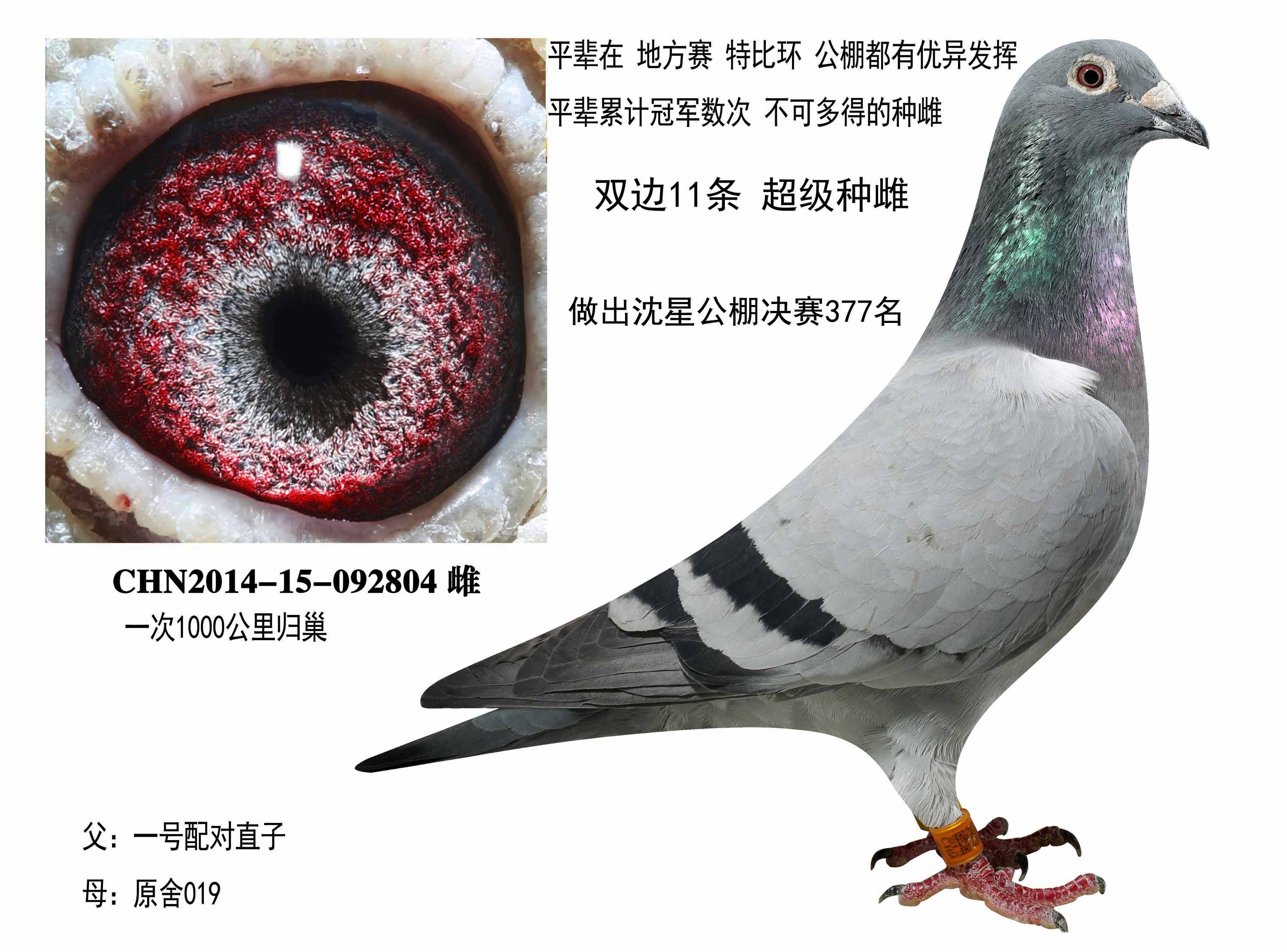 信鸽在线拍卖平台 - 中国信鸽信息网