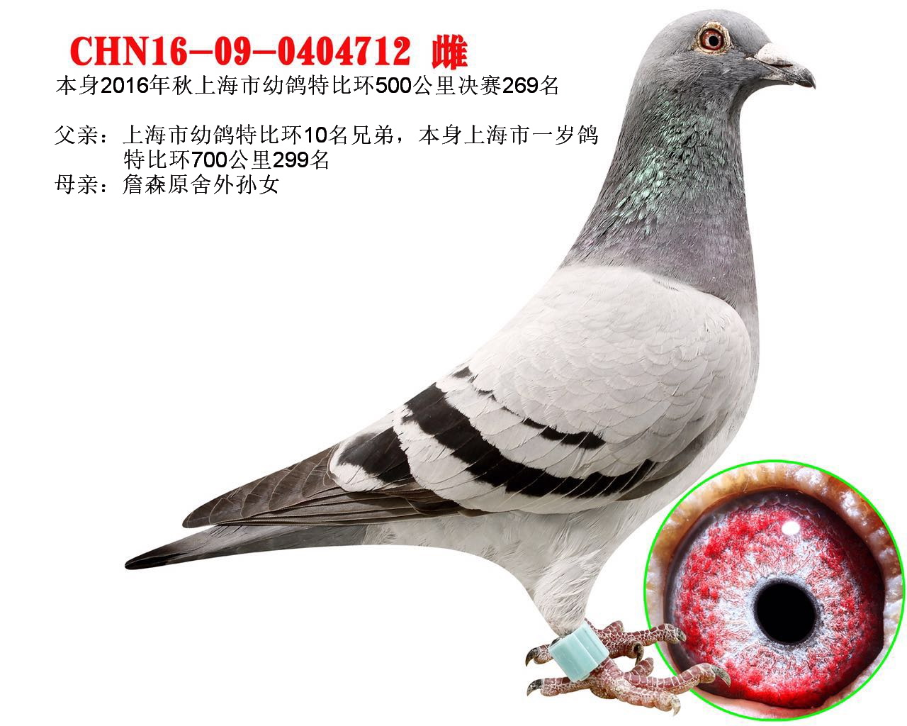 信鸽拍卖首页 拍卖专题 >> 查看拍卖商品 相关图片 商品信息 商品编号