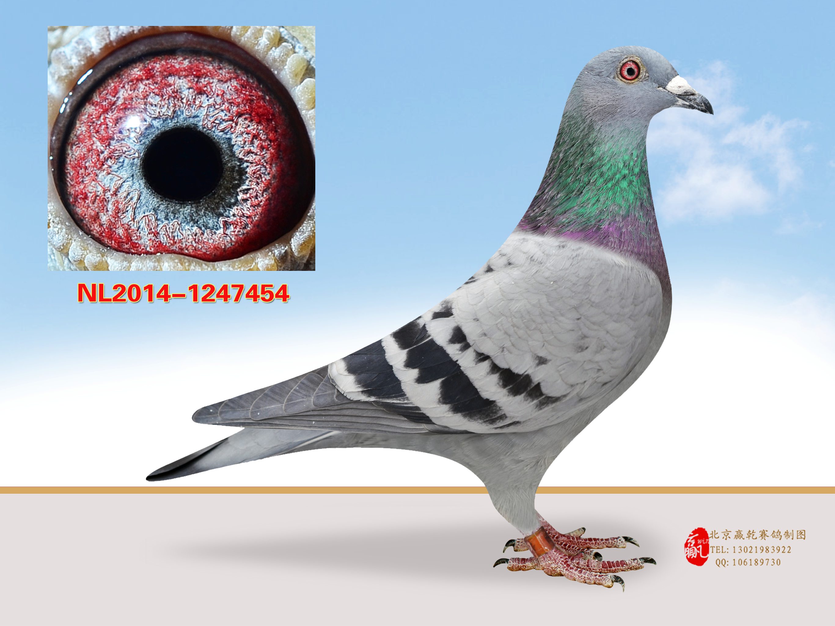 信鸽在线拍卖平台 - 中国信鸽信息网