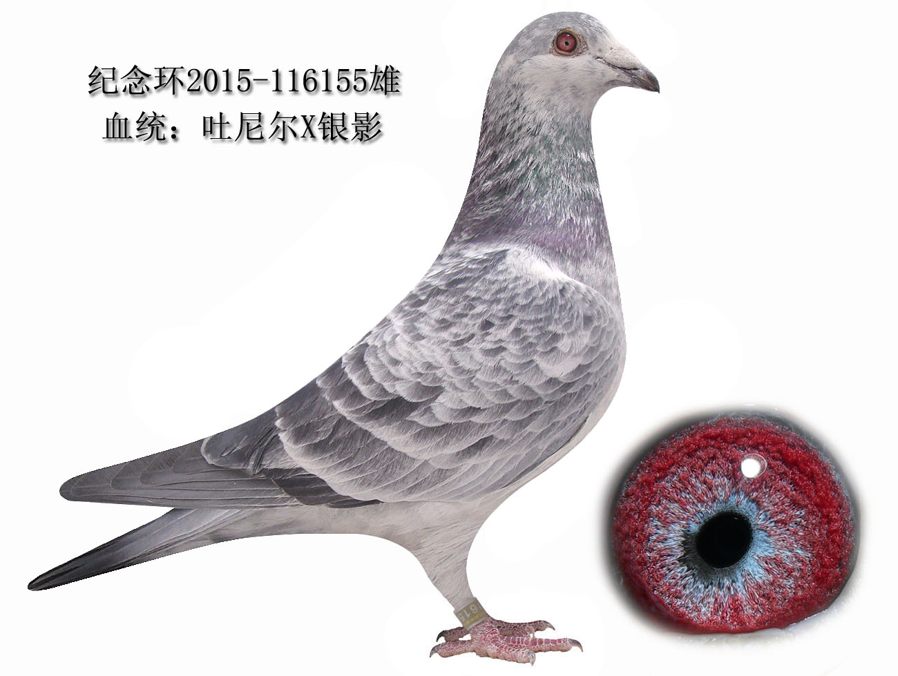 信鸽在线拍卖平台 - 中国信鸽信息网