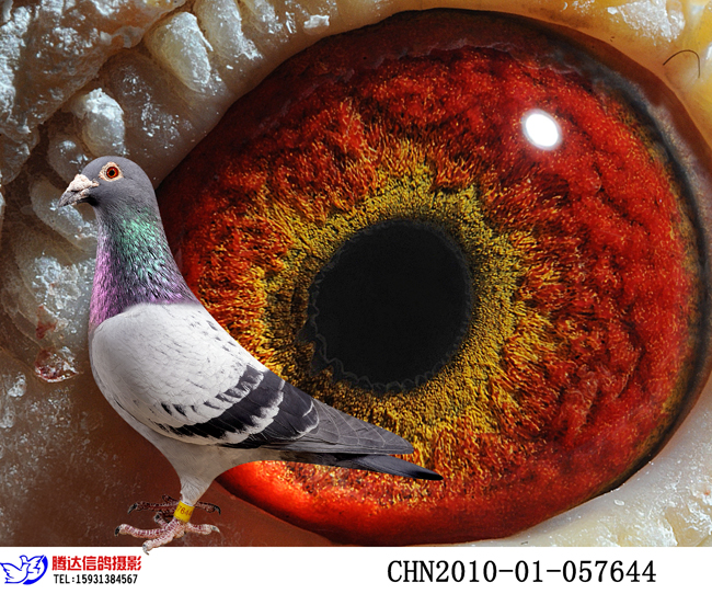 双关亚军父亲【全锯齿 黄金眼】闪电金童种雄 保证金级 拍卖