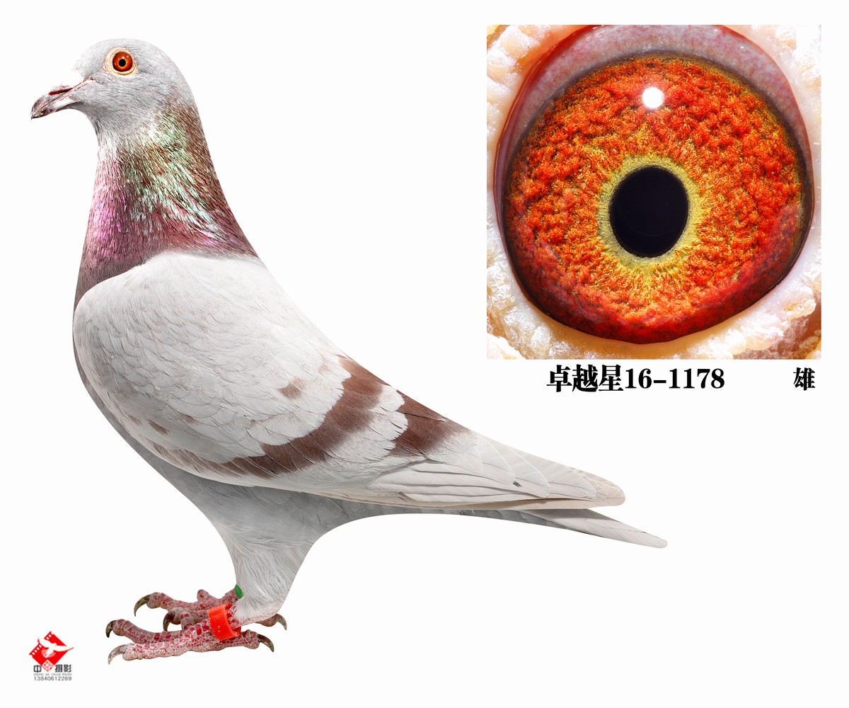 北京卓越星 - 中信网铭鸽展厅 www.ag188.com