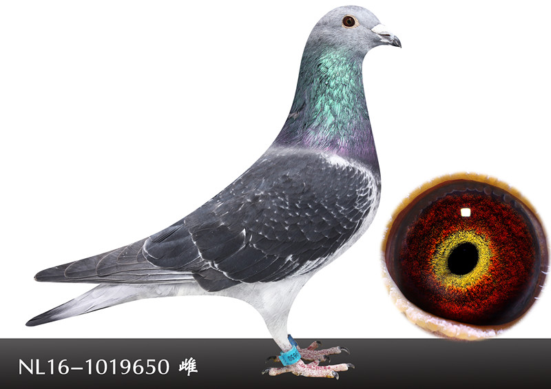 >> 查看拍卖商品