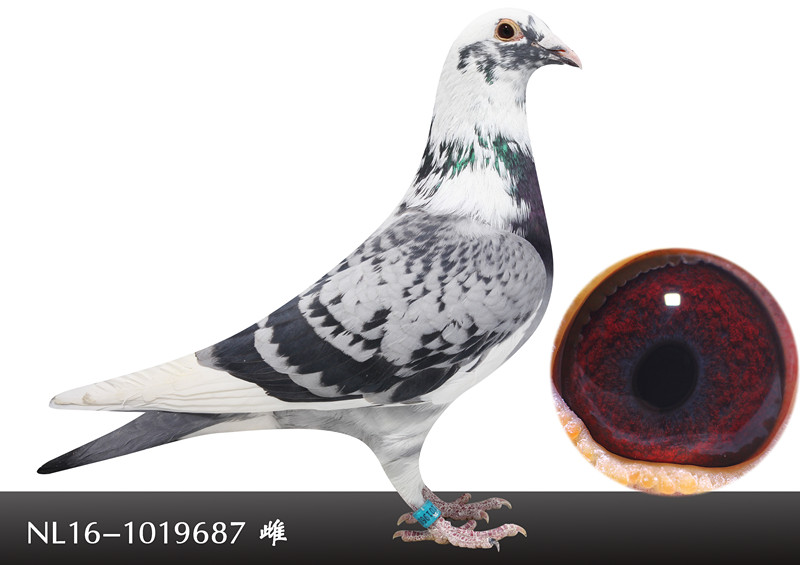 >> 查看拍卖商品