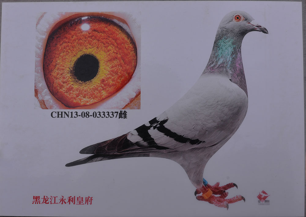 永利皇府"硬币" 保证金级 拍卖