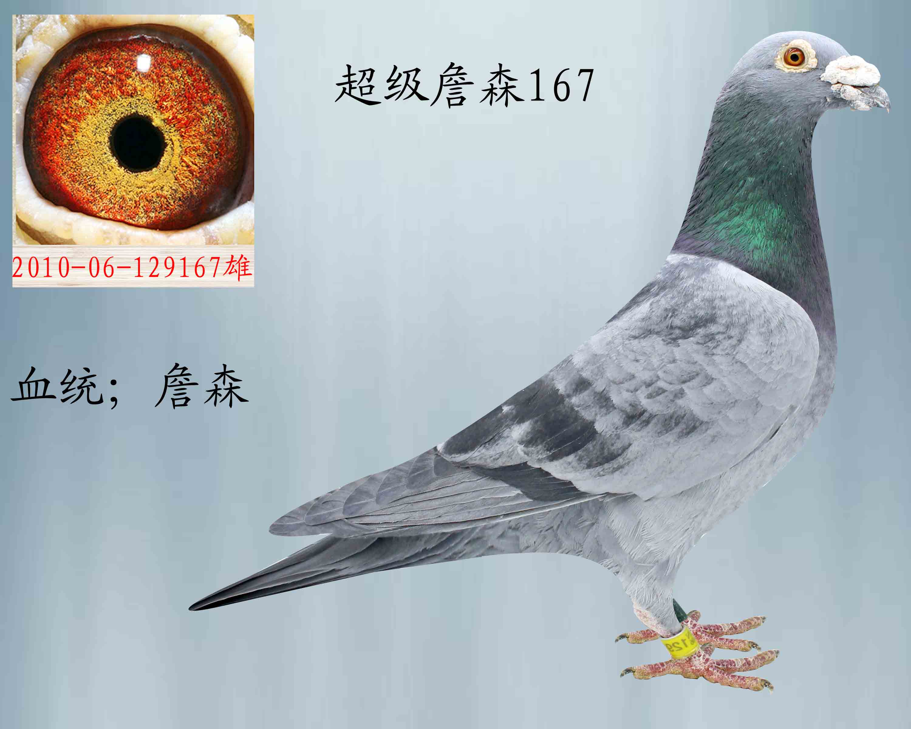 塞上鸽园