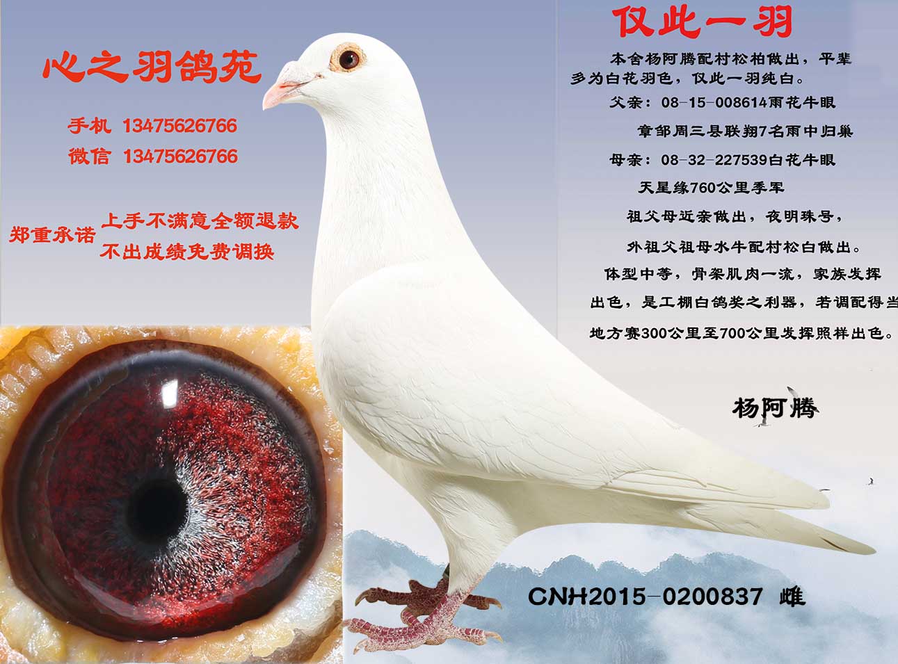 信鸽在线拍卖平台 - 中国信鸽信息网