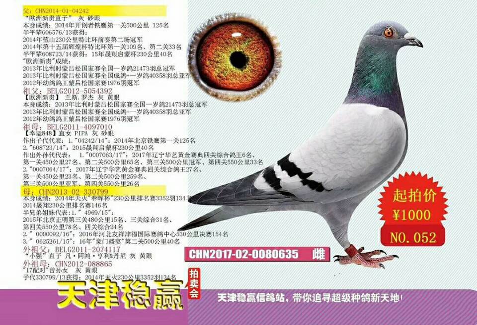 铭 鸽  新鸽上架  推荐铭鸽  定价鸽  信鸽拍卖 黄金配对   网上展 