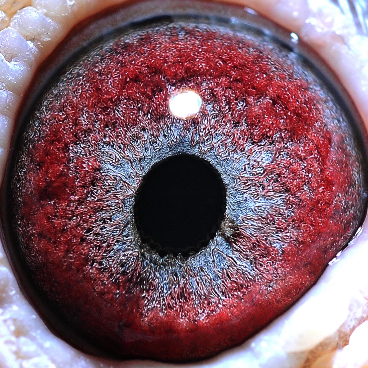 邮政500公里冠军 桑杰士狼狗号 保证金级 拍卖