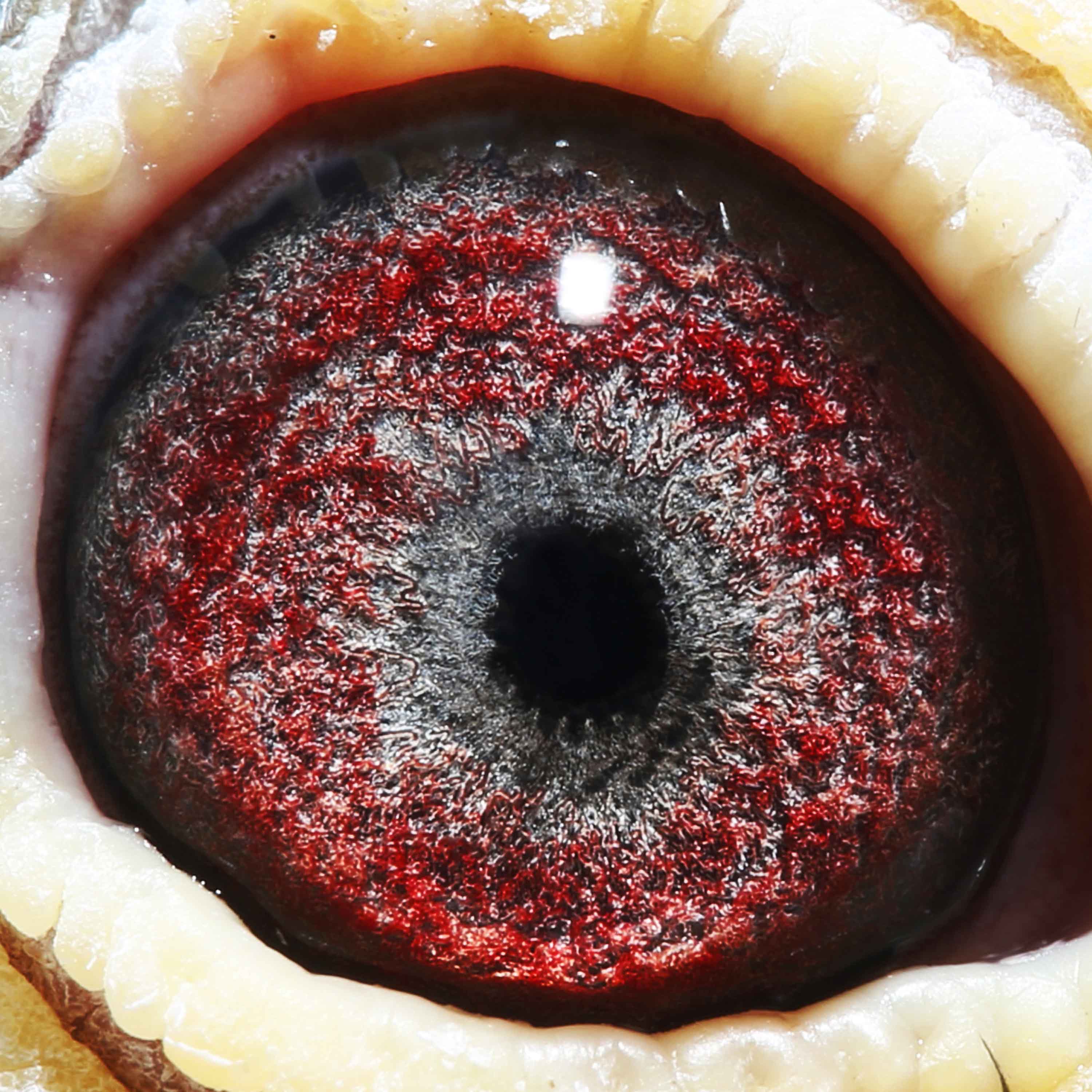 信鸽在线拍卖平台 - 中国信鸽信息网