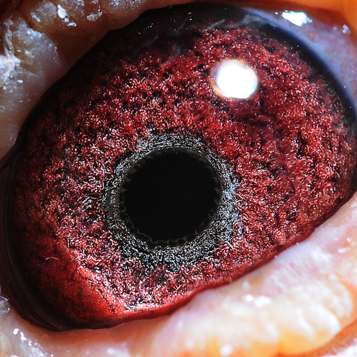 信鸽在线拍卖平台 - 中国信鸽信息网