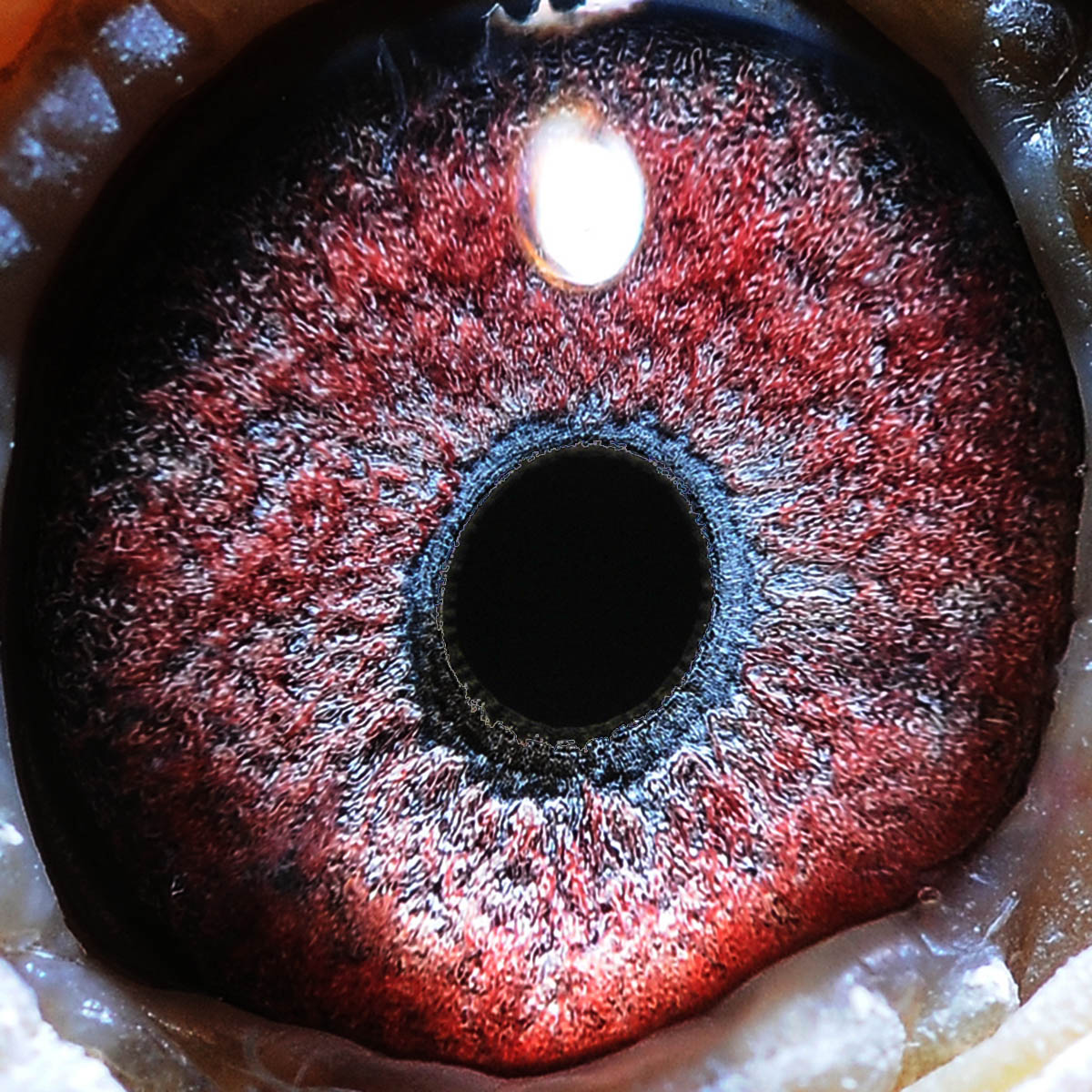 【冠军平辈】詹森019直系 保证金级 拍卖