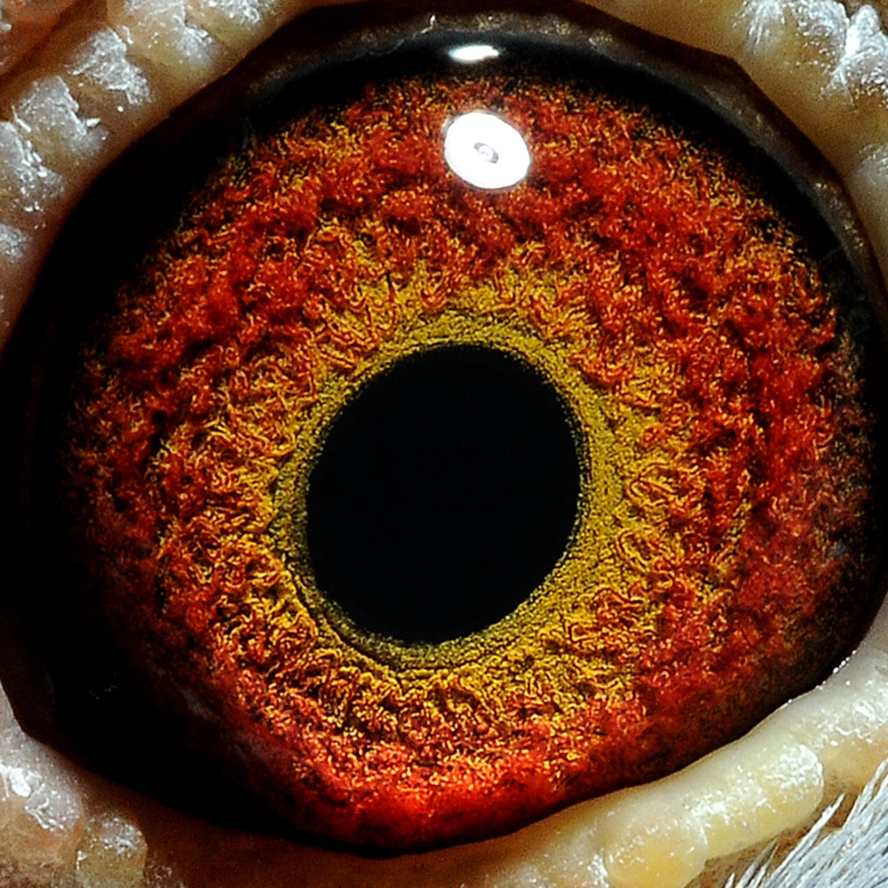 >> 查看拍卖商品