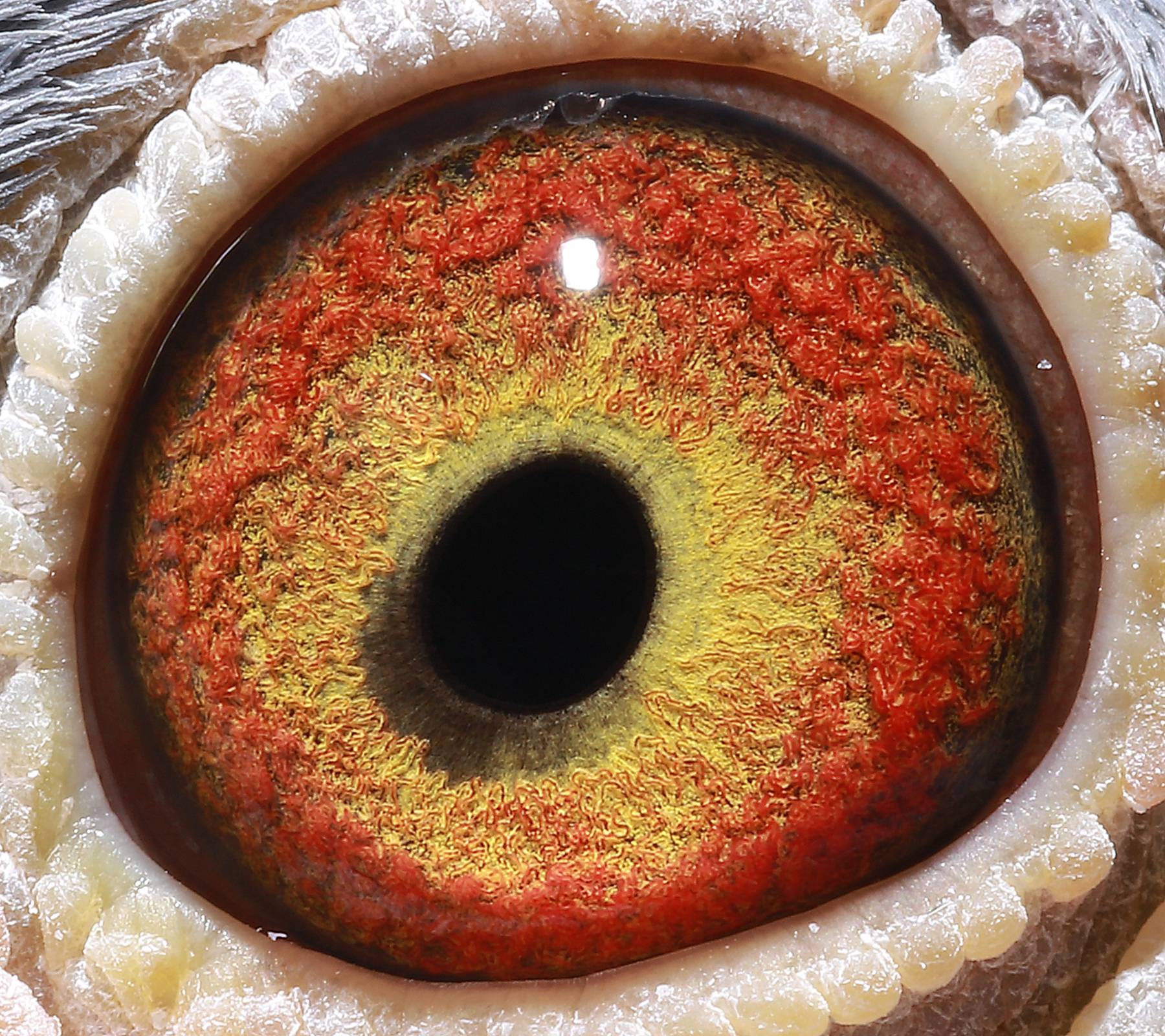 7."无敌386"直子 保证金级 拍卖