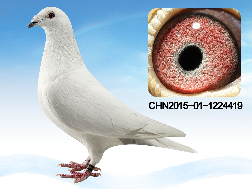 信鸽在线拍卖平台 - 中国信鸽信息网