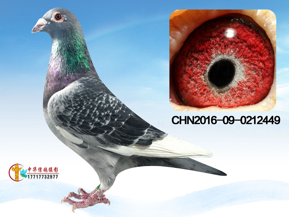 >> 查看拍卖商品