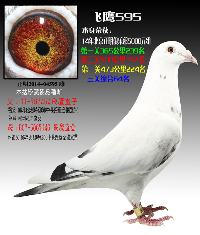 鸽王冠军x正明三关64 保证金级 拍卖