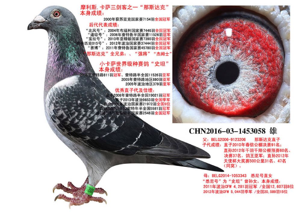 信鸽拍卖首页 拍卖专题 >> 查看拍卖商品