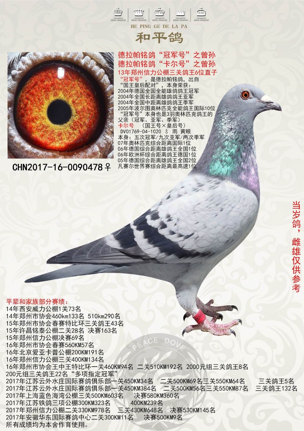 和平鸽德拉帕 - 中信网铭鸽展厅 www.ag188.com