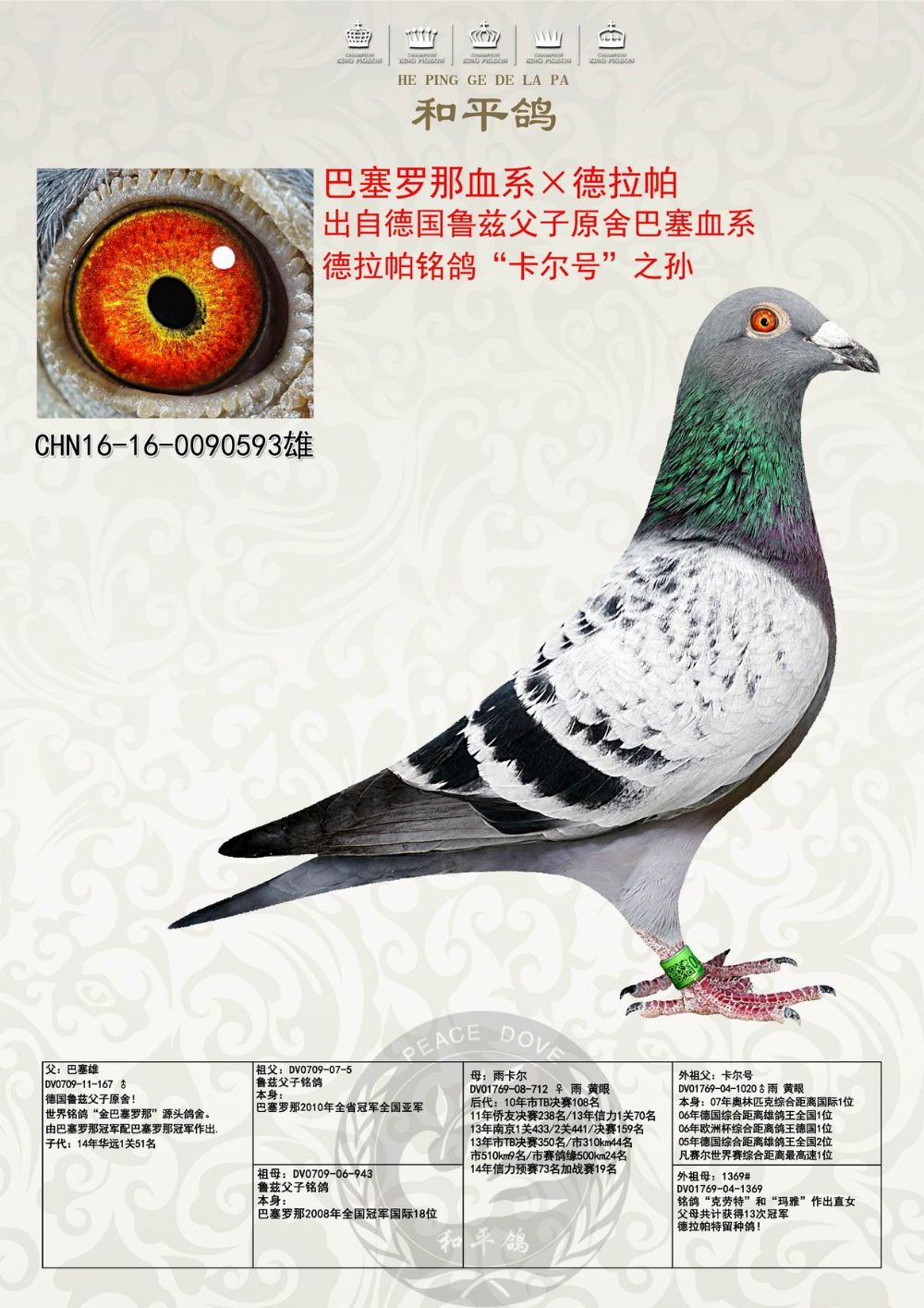 和平鸽德拉帕 - 中信网铭鸽展厅 www.ag188.com
