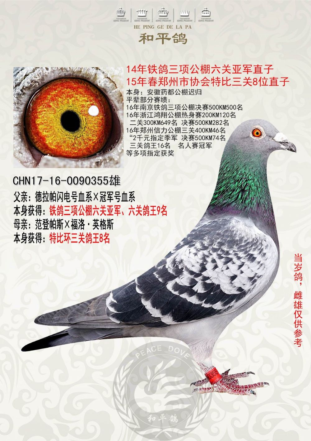 和平鸽德拉帕 - 中信网铭鸽展厅 www.ag188.com