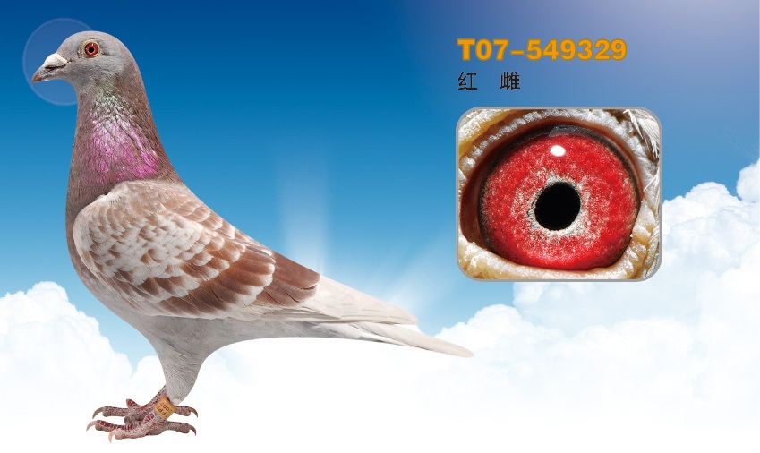 台湾强速鸽舍在线拍鸽