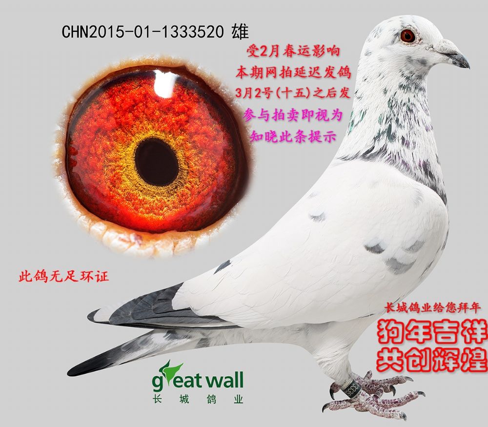 长城鸽业 - 中信网铭鸽展厅 www.ag188.com