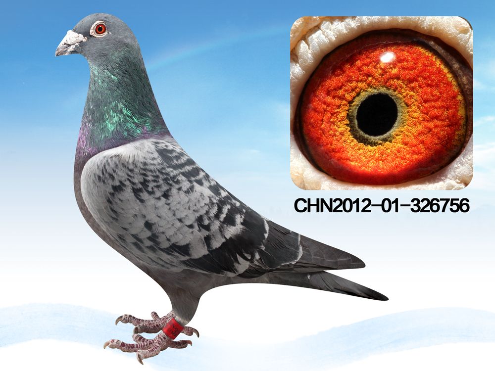 信鸽在线拍卖平台 - 中国信鸽信息网