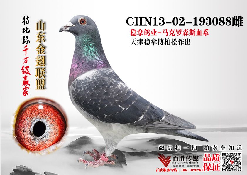 信鸽在线拍卖平台 - 中国信鸽信息网