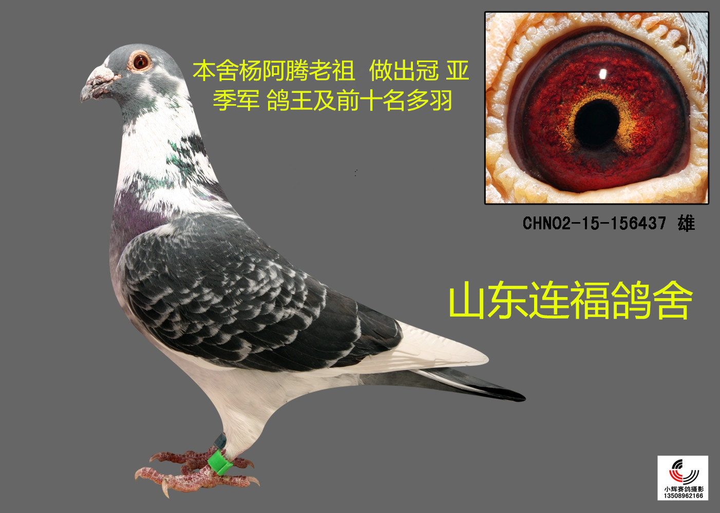 杨阿腾种鸽出售图片