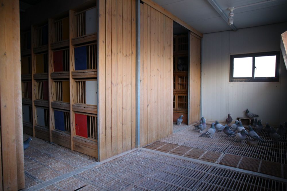 国家赛季军之父 保证金级 拍卖