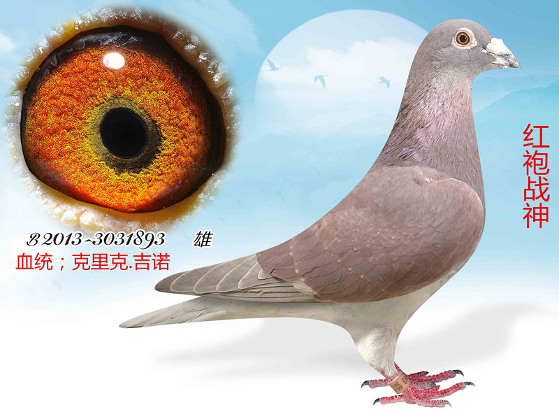 信鸽在线拍卖平台 - 中国信鸽信息网