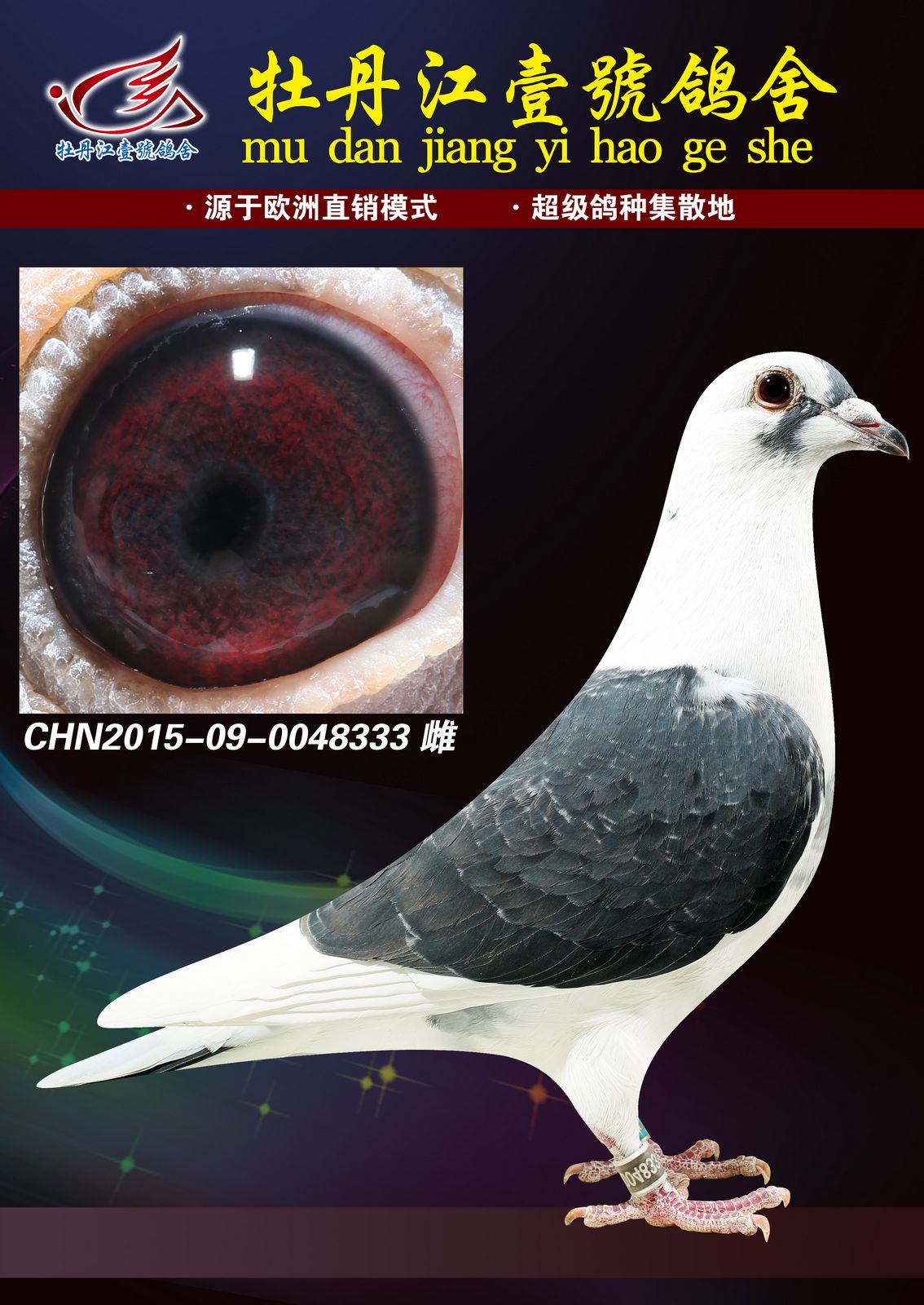 信鸽在线拍卖平台