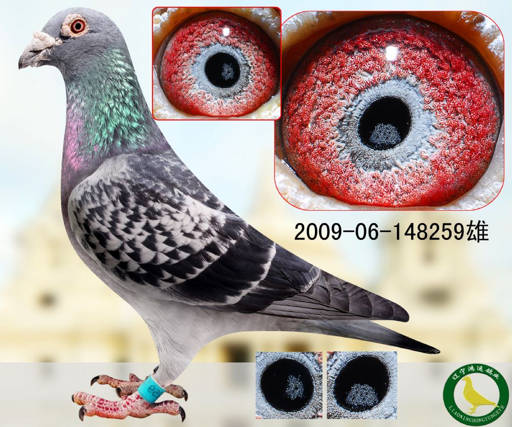 信鸽在线拍卖平台 - 中国信鸽信息网