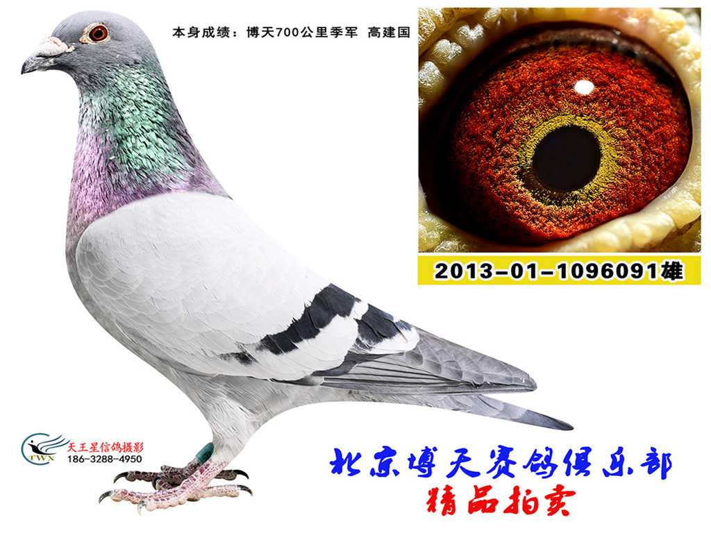 铭 鸽  新鸽上架  推荐铭鸽  定价鸽  在线拍鸽 黄金配对   网上展 