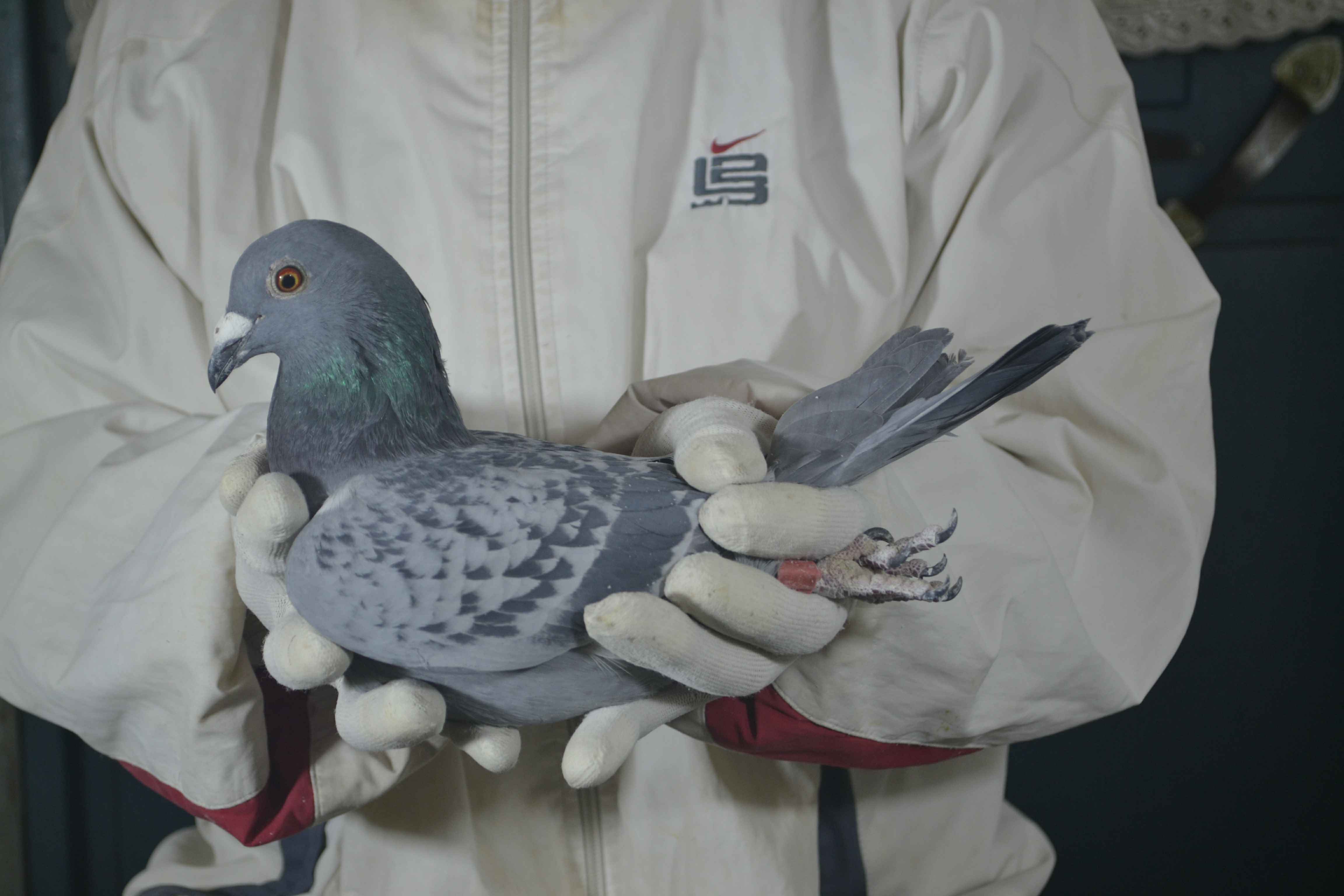 信鸽在线拍卖平台