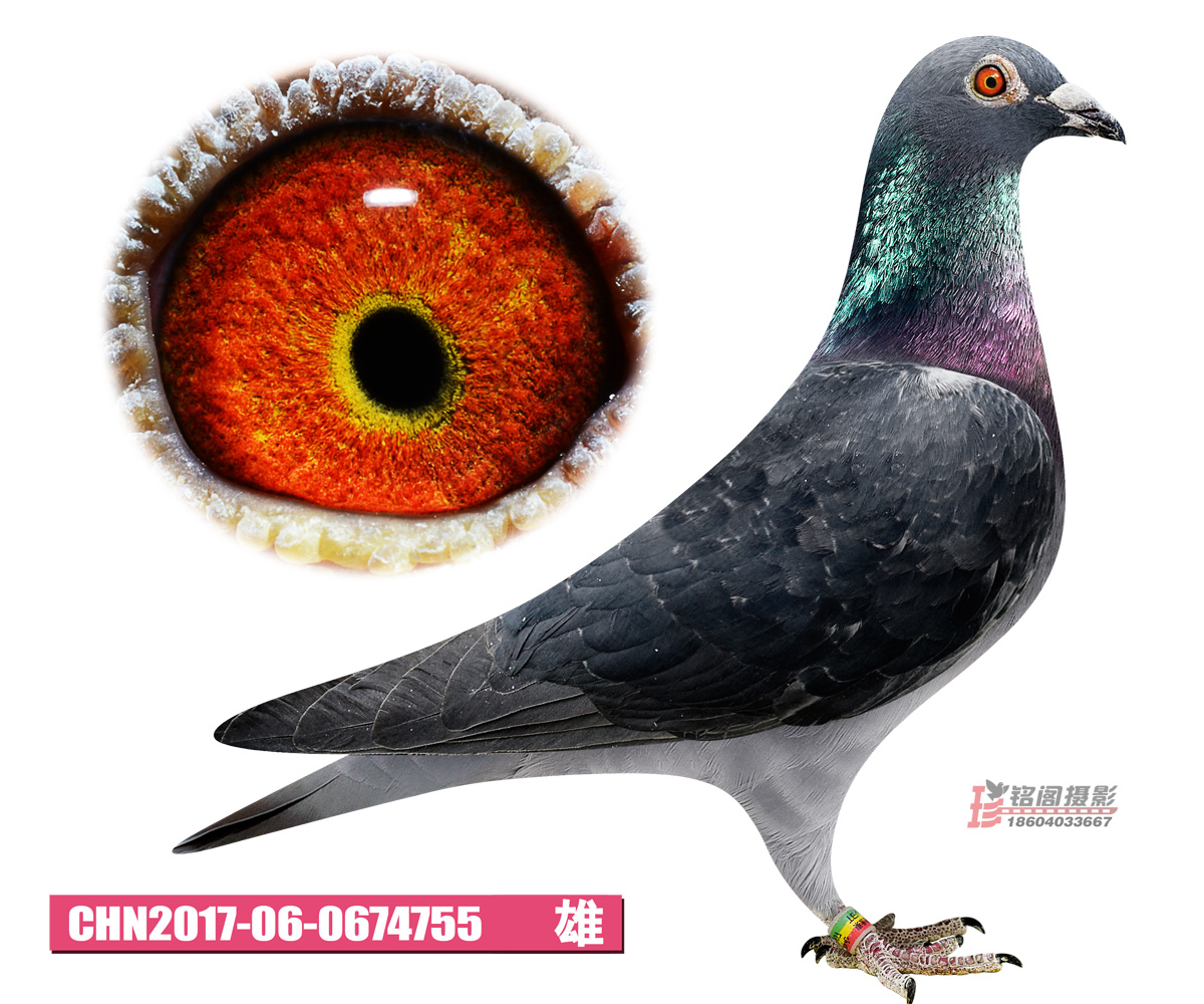 运输费用:与竞拍款一并支付(本舍发鸽全部委托专业宠物托运公司),汽车