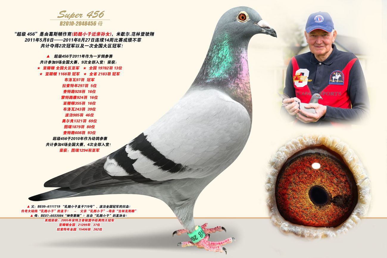 广西周裕军在线拍鸽