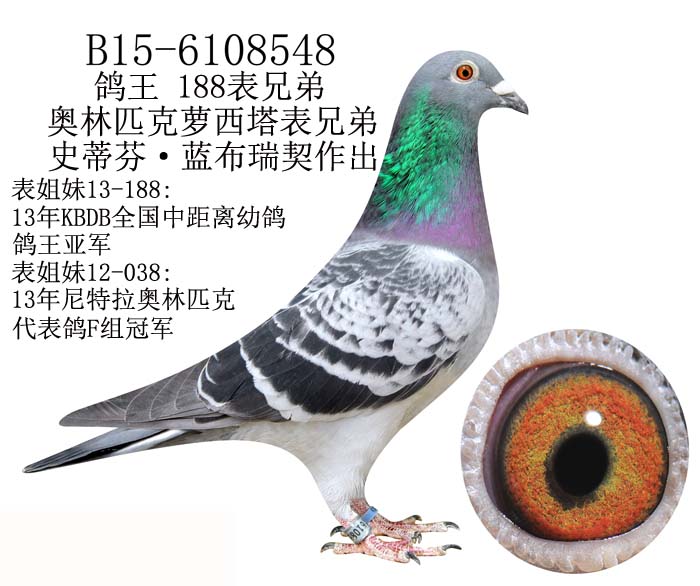 鸽王188表兄弟-蓝布瑞契原舍-2 保证金级 拍卖