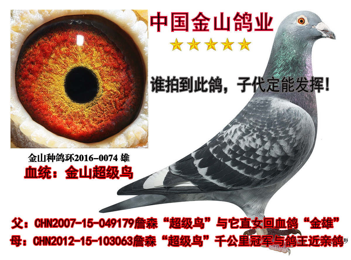 金山詹森"超级鸟"近亲回血鸽! 保证金级 拍卖