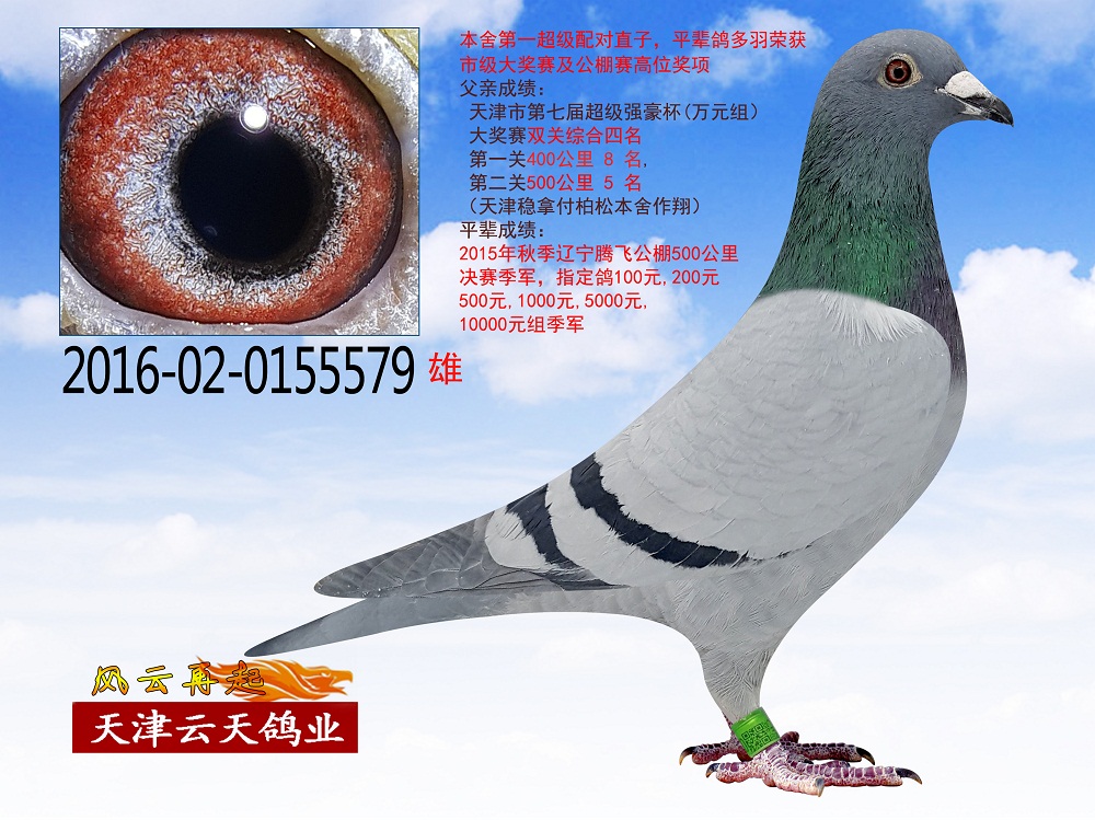 推荐铭鸽  定价鸽  信鸽拍卖 黄金配对   网上展厅 管 理  鸽保健 