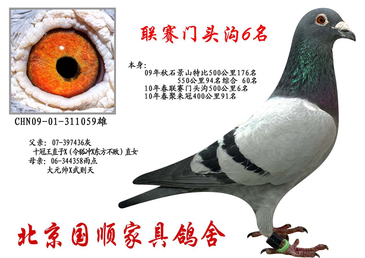 信鸽在线拍卖平台 - 中国信鸽信息网