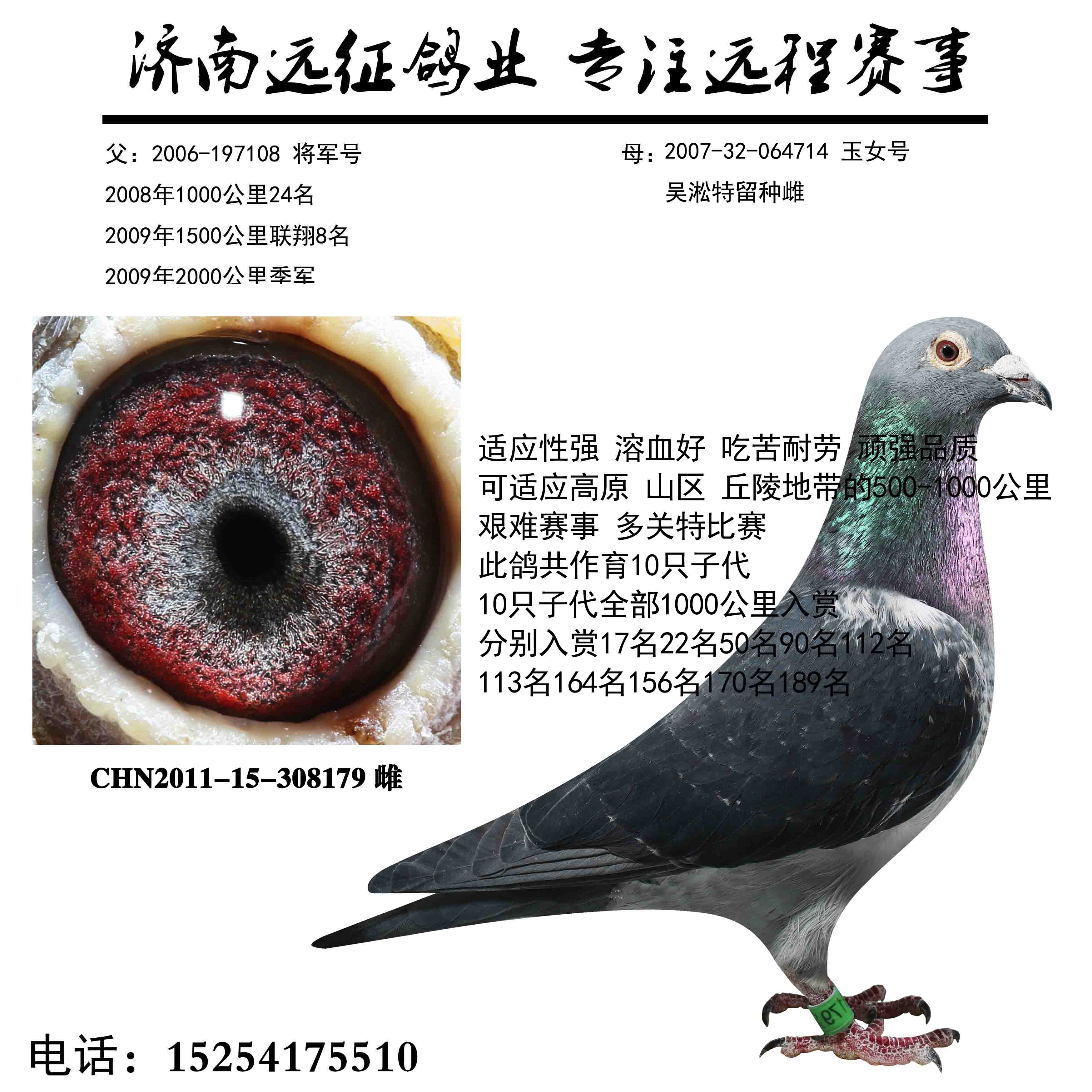 信鸽在线拍卖平台 - 中国信鸽信息网