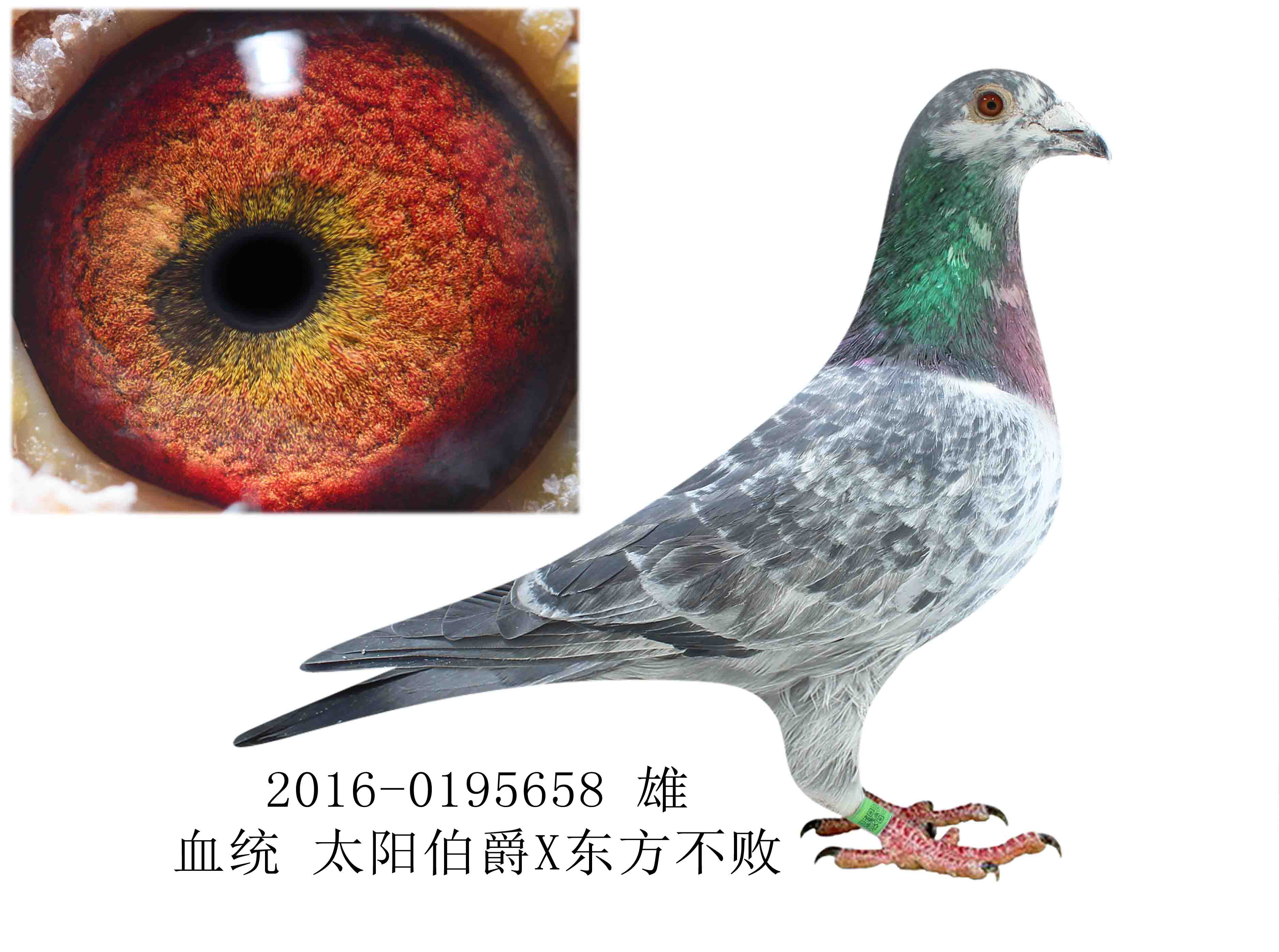 >> 查看拍卖商品