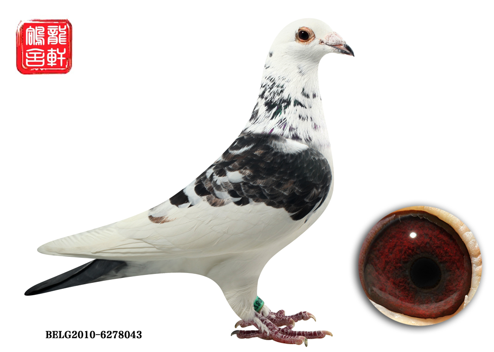 牧鸽人 - 中信网铭鸽展厅 www.ag188.com