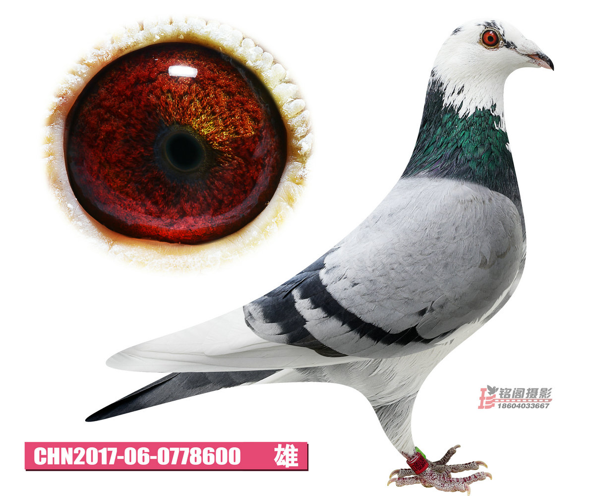 运输费用:与竞拍款一并支付(本舍发鸽全部委托专业宠物托运公司),汽车
