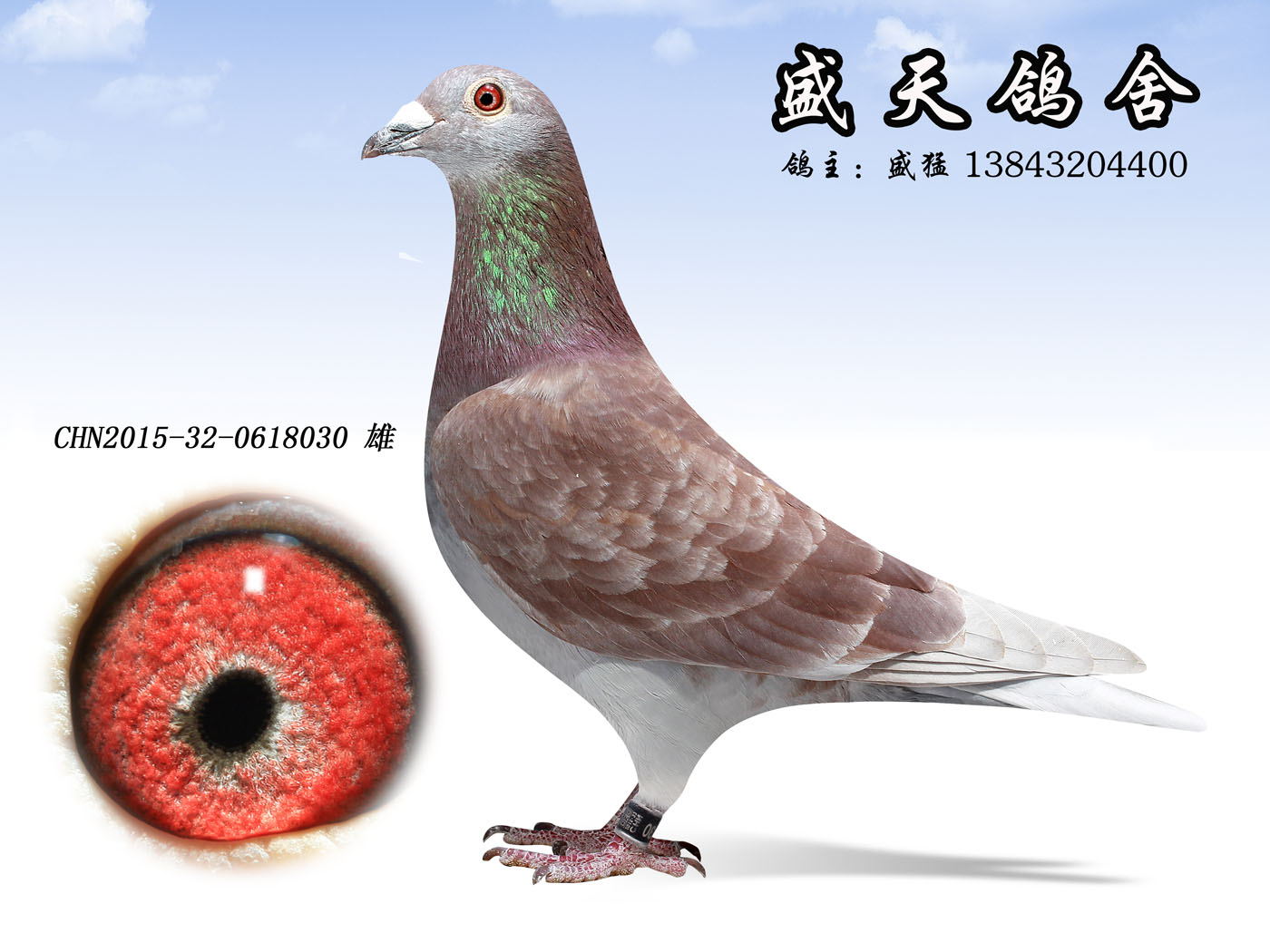 信鸽在线拍卖平台 - 中国信鸽信息网